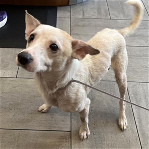 Adoptable Dog