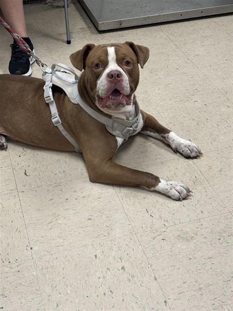 Adoptable Dog