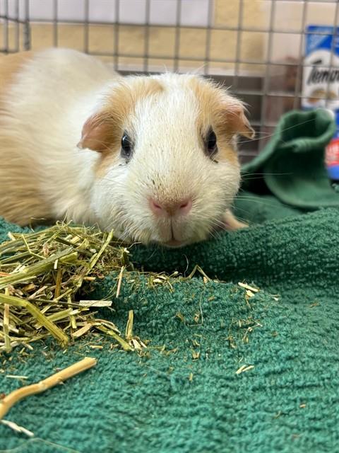 Peanut