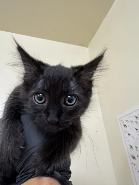Adoptable Cat