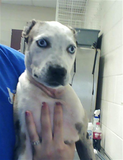 Adoptable Dog