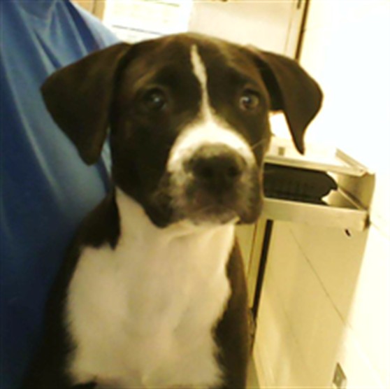 Adoptable Dog