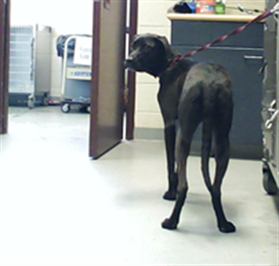 Adoptable Dog