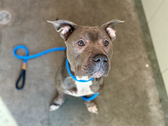 Nova