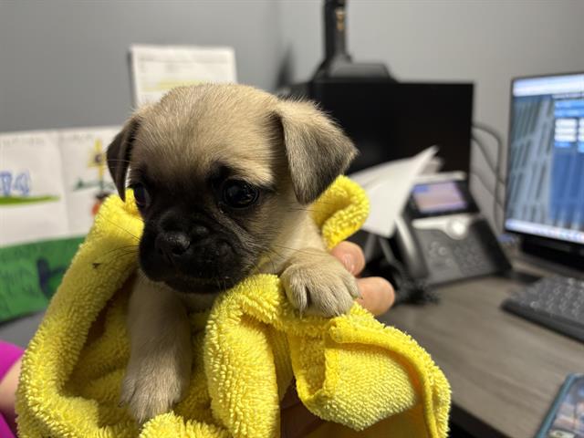Nico
