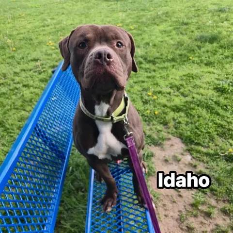 Idaho