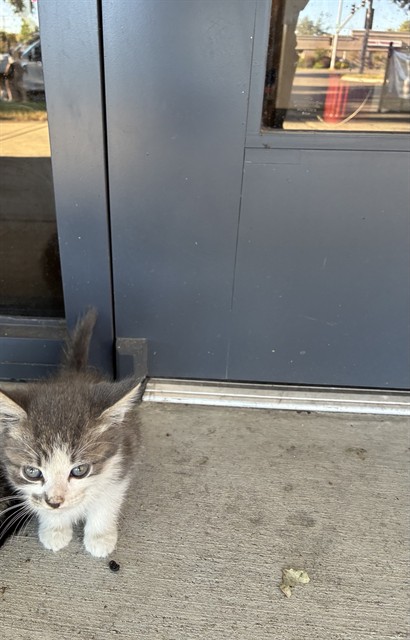 Adoptable Cat