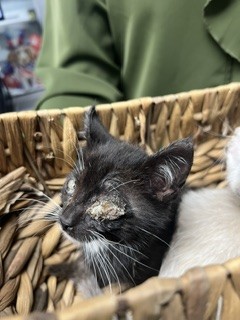 Adoptable Cat