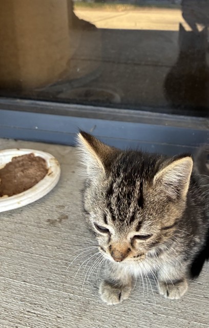Adoptable Cat