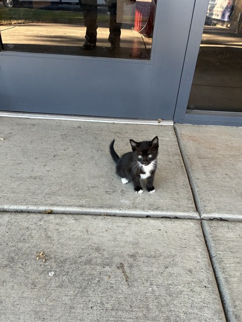 Adoptable Cat