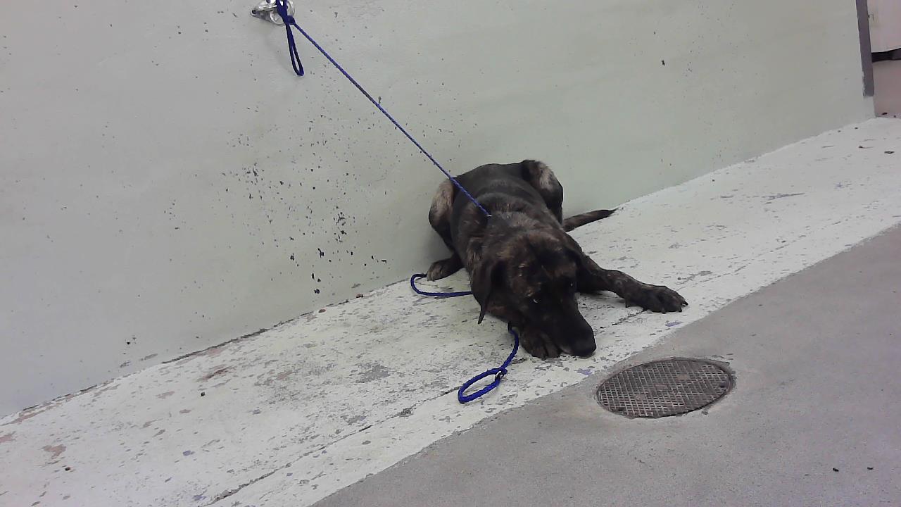 Adoptable Dog