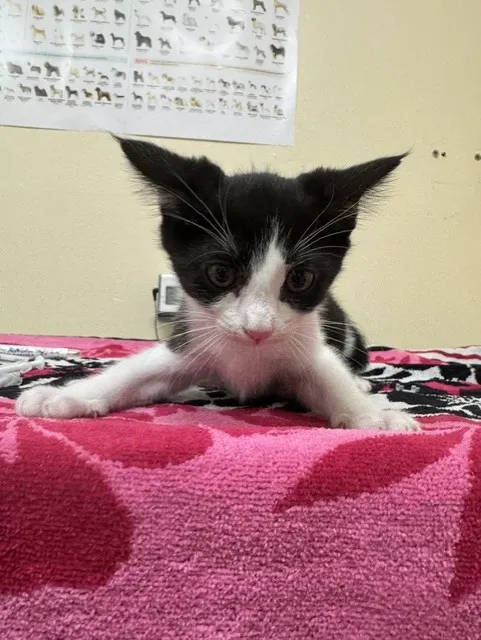 Adoptable Cat
