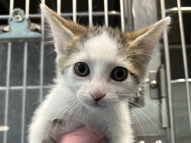 Pip