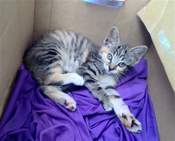 Adoptable Cat