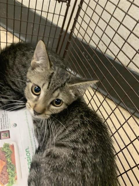 Adoptable Cat