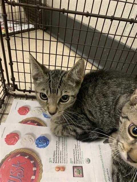 Adoptable Cat