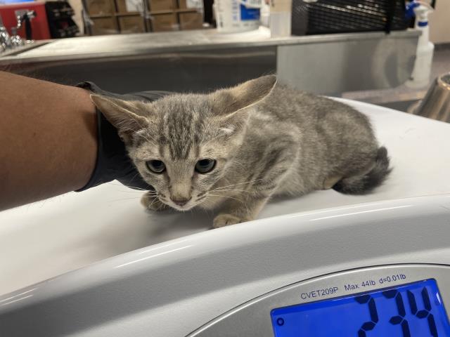Adoptable Cat