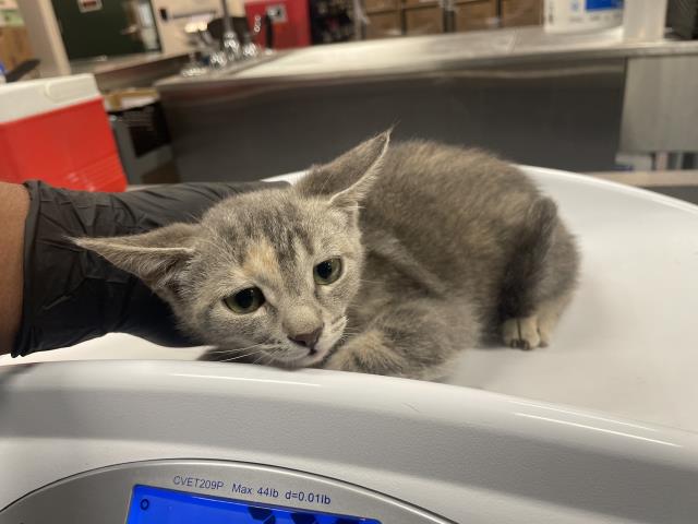 Adoptable Cat