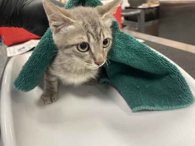 Adoptable Cat