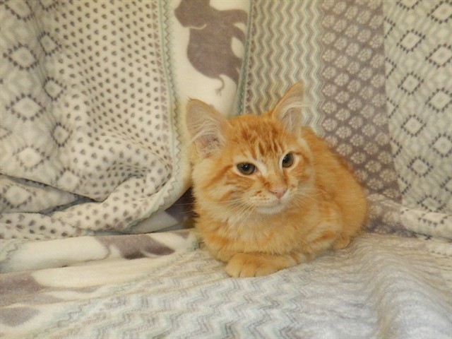 Adoptable Cat