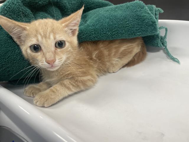 Adoptable Cat