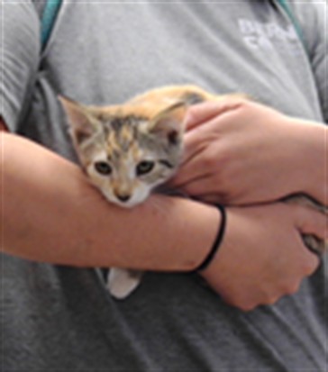 Cora