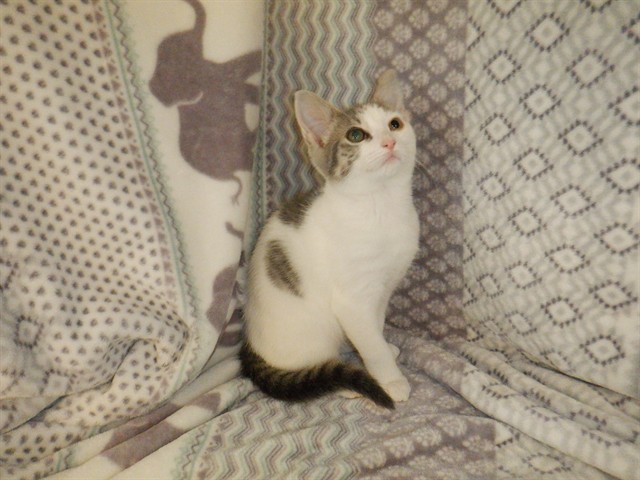 Clementine