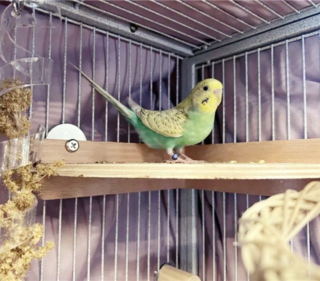 Zephyr