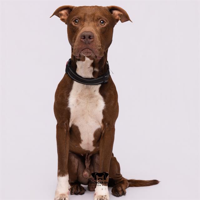 Rolo