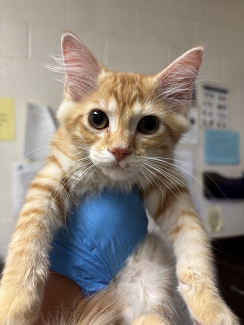 Adoptable Cat