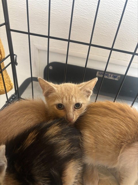 Adoptable Cat