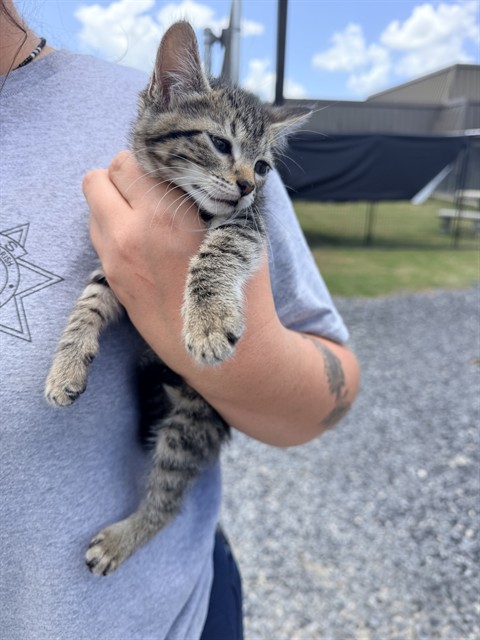 Mitzi