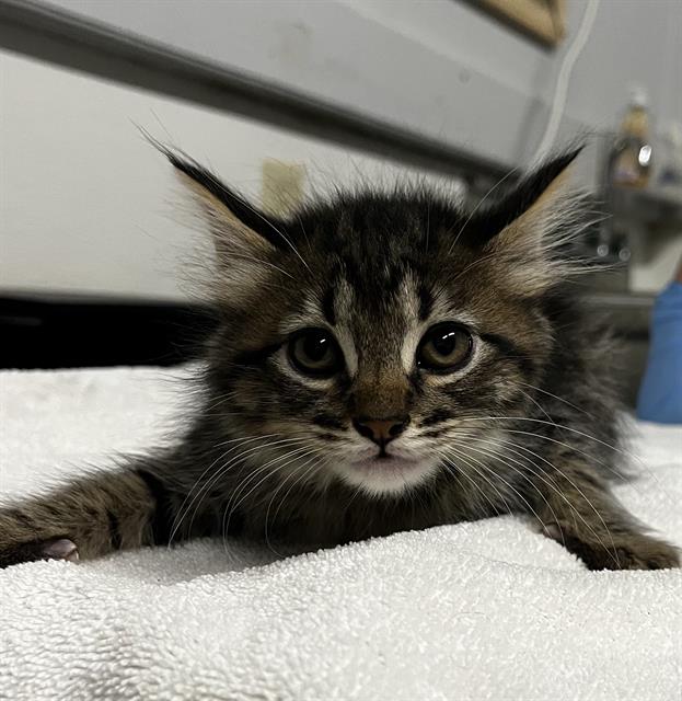 Mowgli