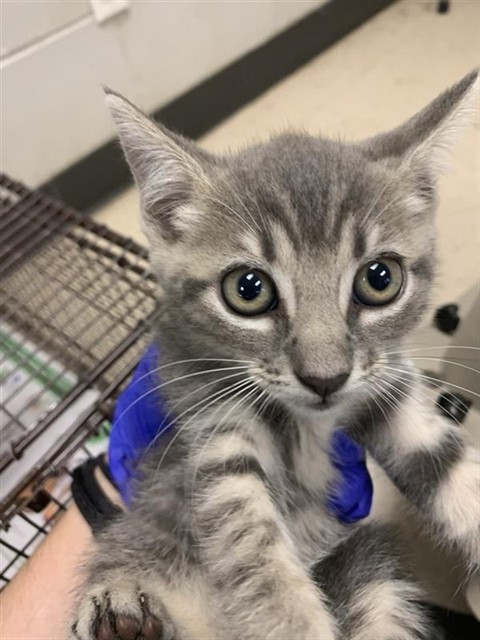 Adoptable Cat