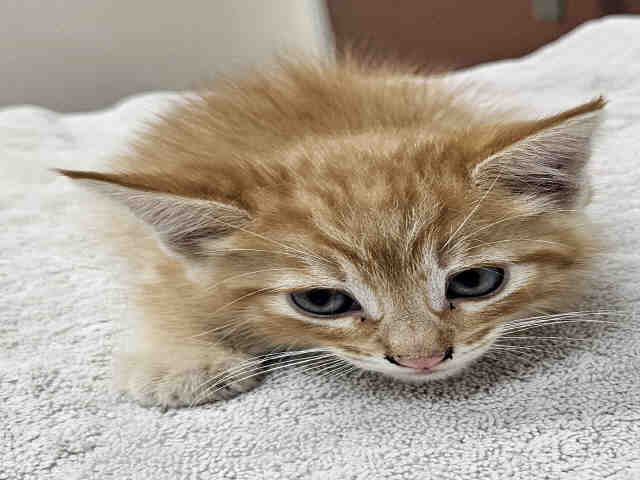 Adoptable Cat