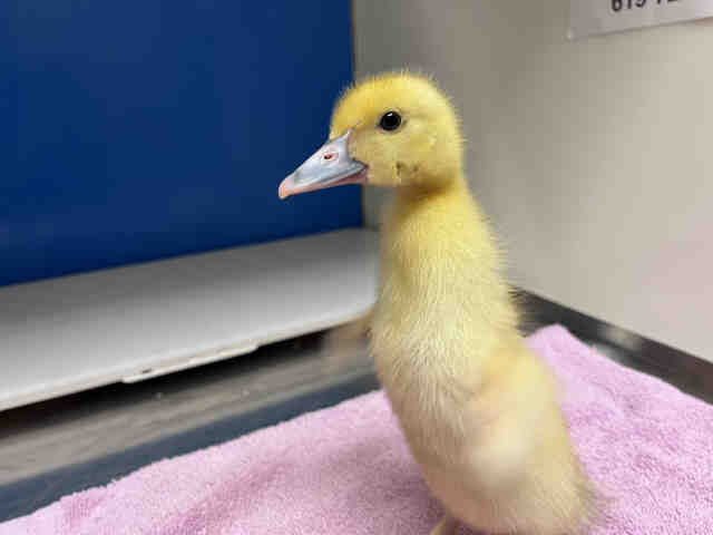 Adoptable Bird