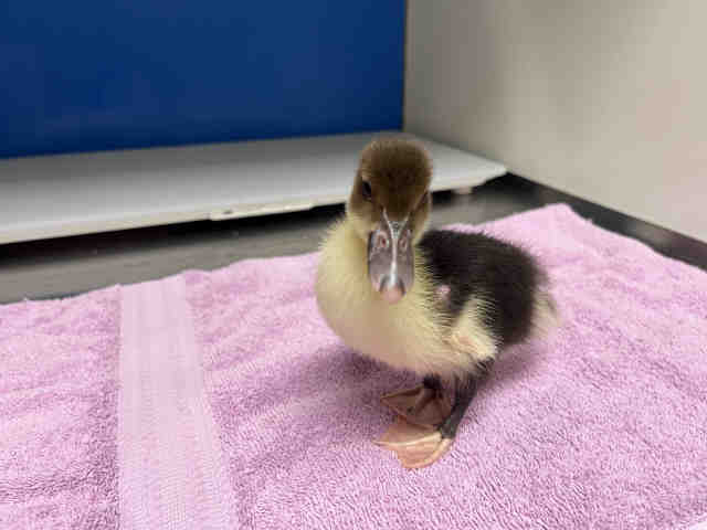Adoptable Bird