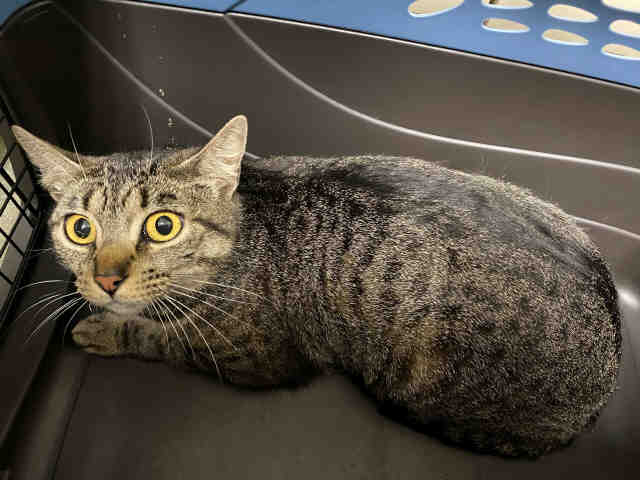 Adoptable Cat