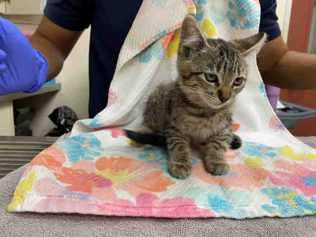 Adoptable Cat