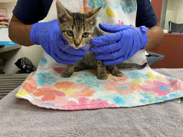 Adoptable Cat