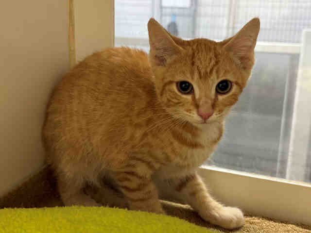 Adoptable Cat