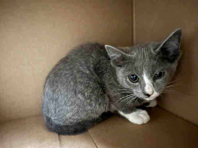 Adoptable Cat