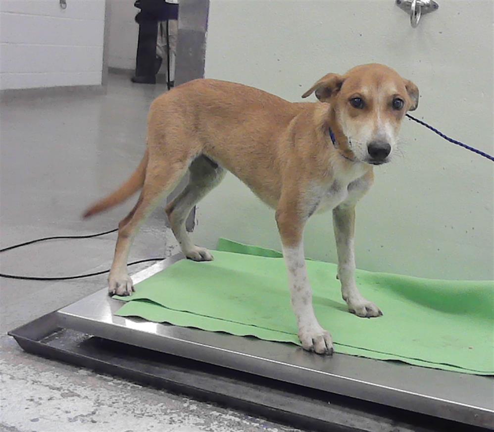 Adoptable Dog