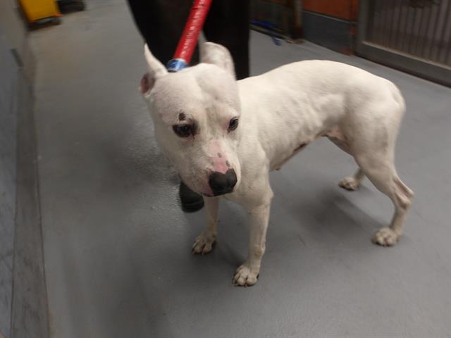 Adoptable Dog