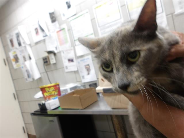 Adoptable Cat
