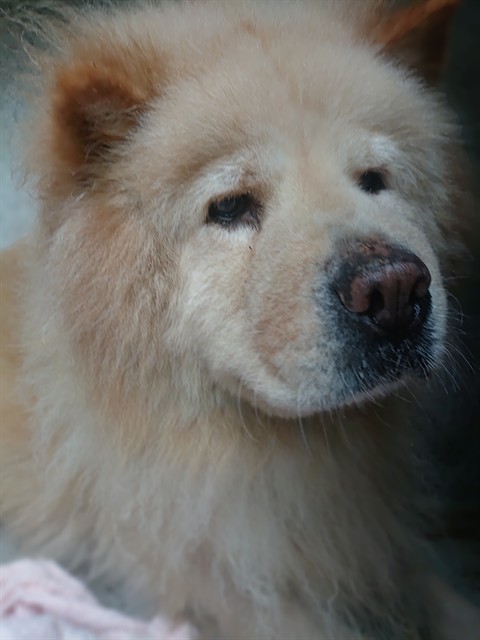 Barkley