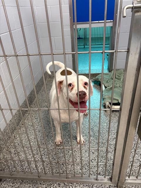 Adoptable Dog