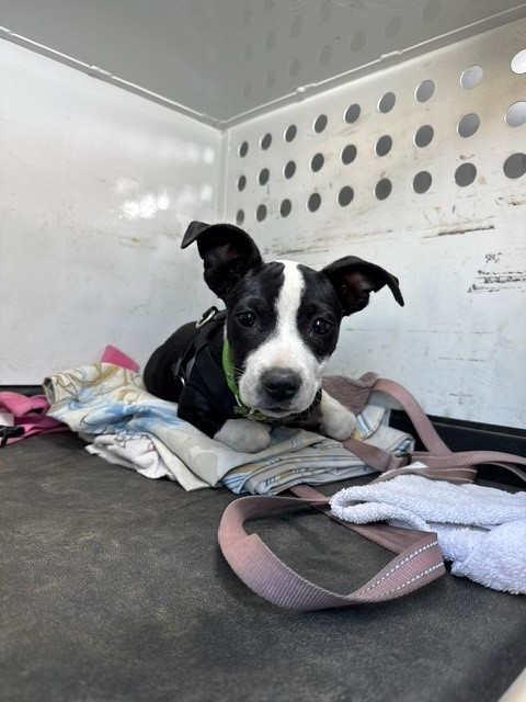 Adoptable Dog