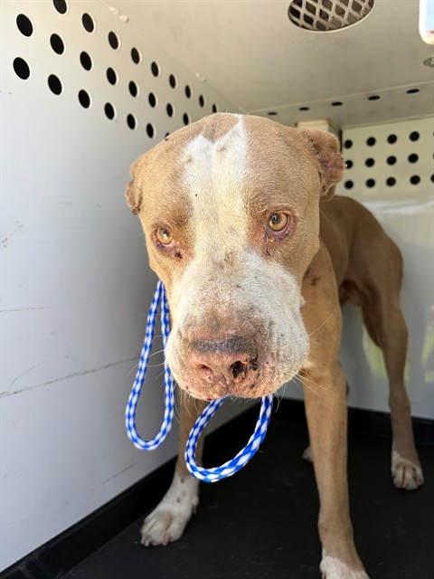 Adoptable Dog