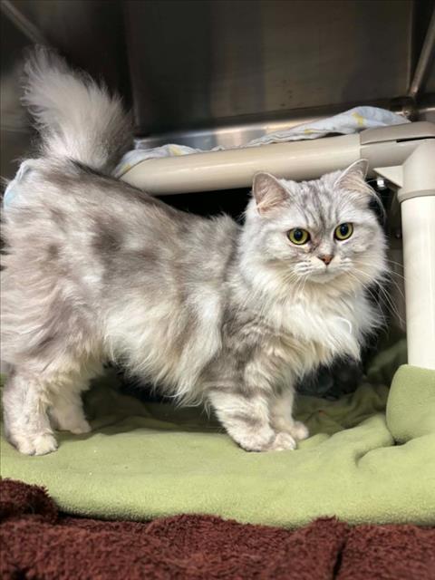 Elsa